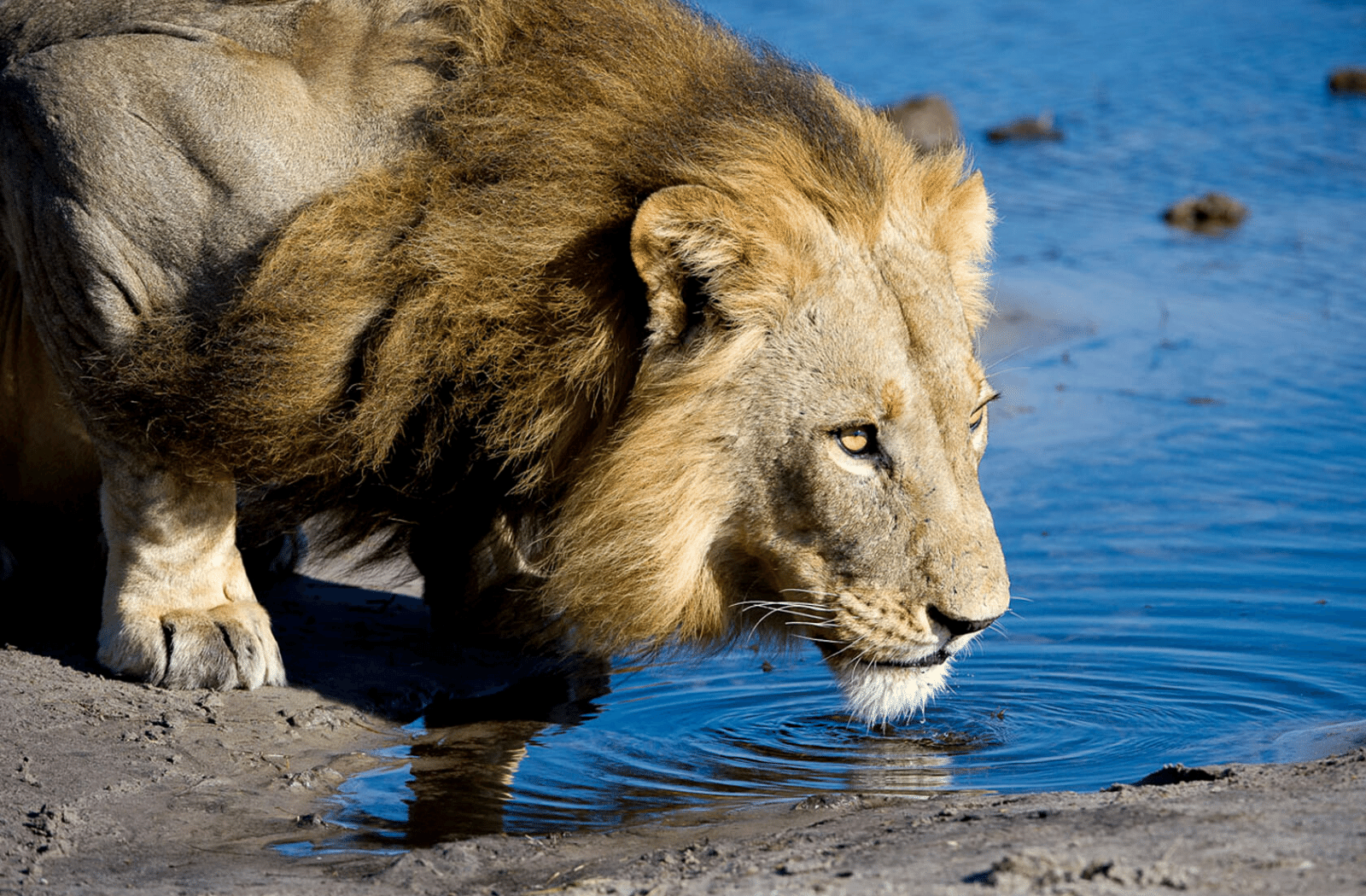 Lion in Linyanti, Botswana