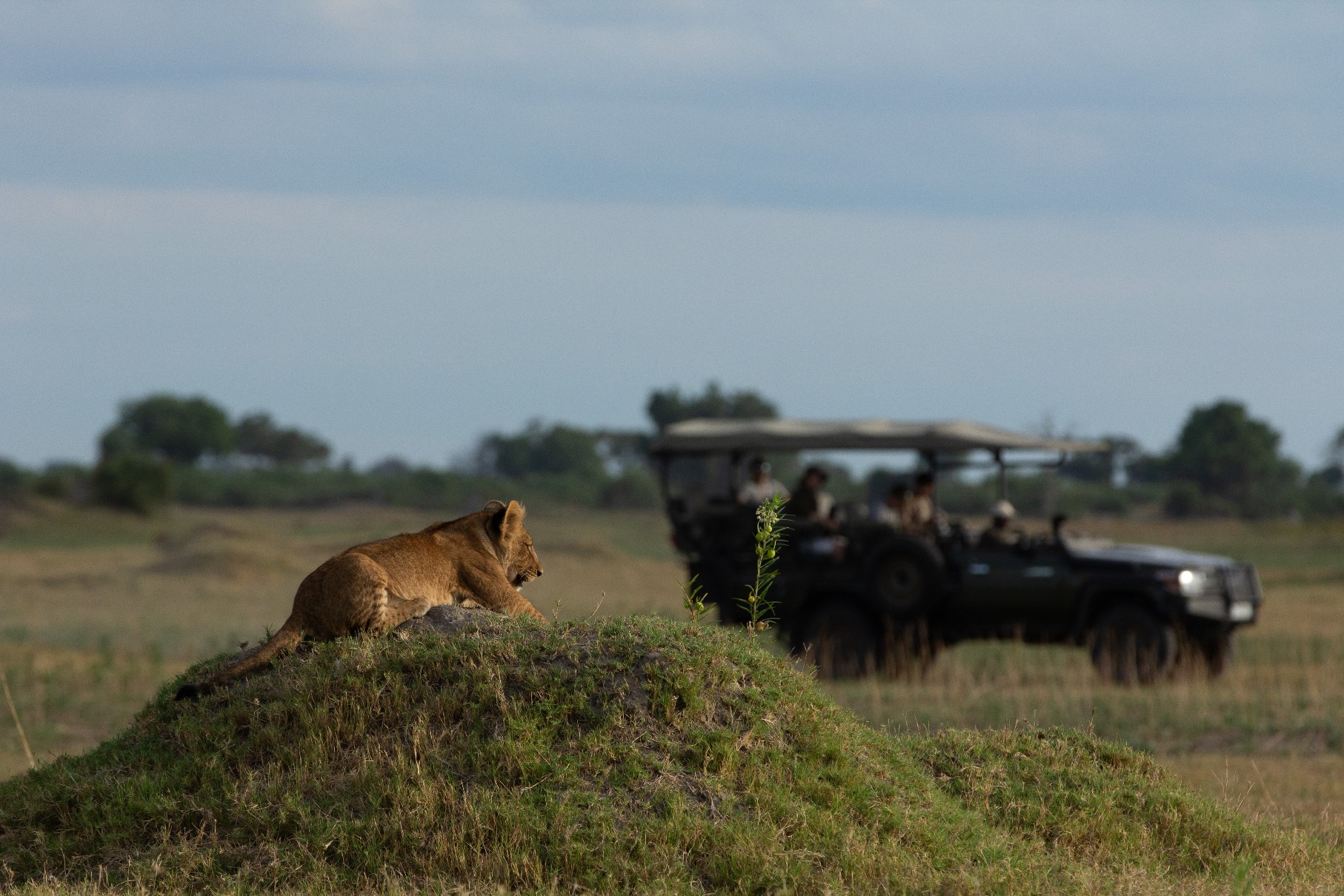 Lioness spotting on safari at Duba Plains Camp, Botswana