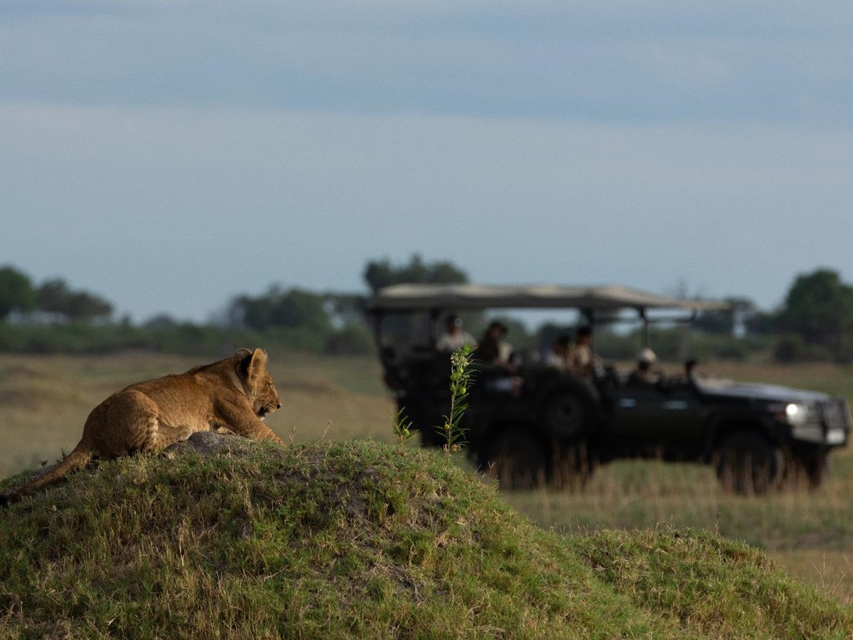 Lioness spotting on safari at Duba Plains Camp, Botswana