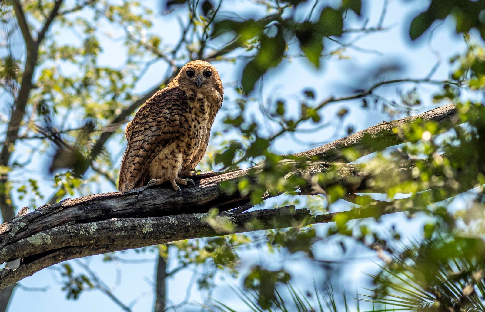 A Pel's Fishing Owl perched in a tree in Botswana