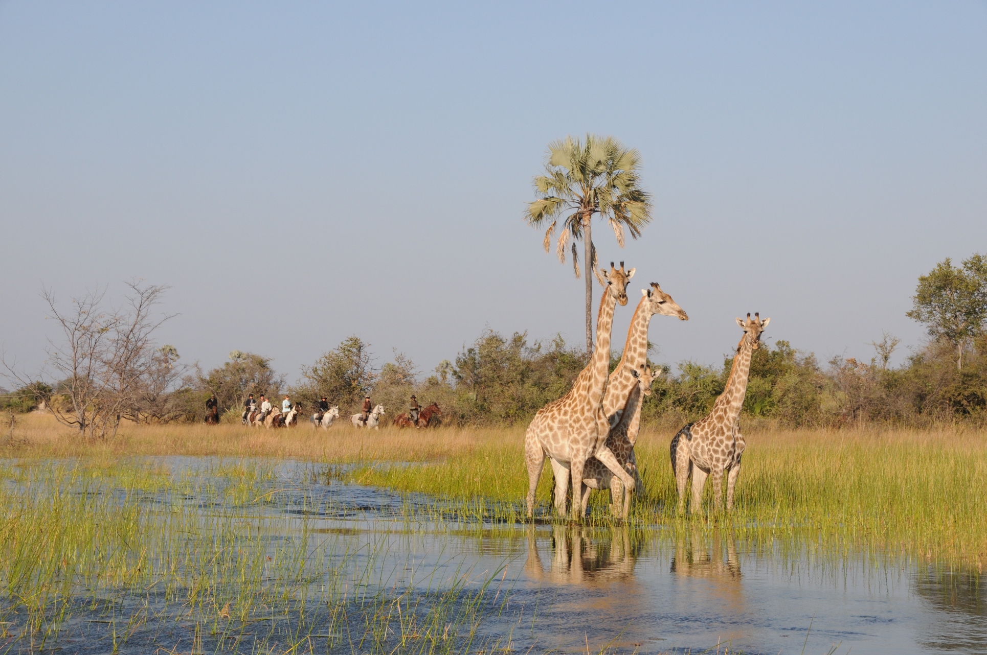 Giraffe in Botswana