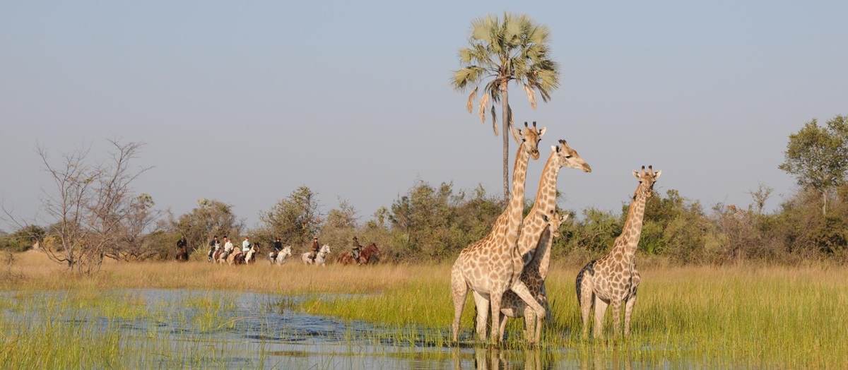 Giraffe in Botswana