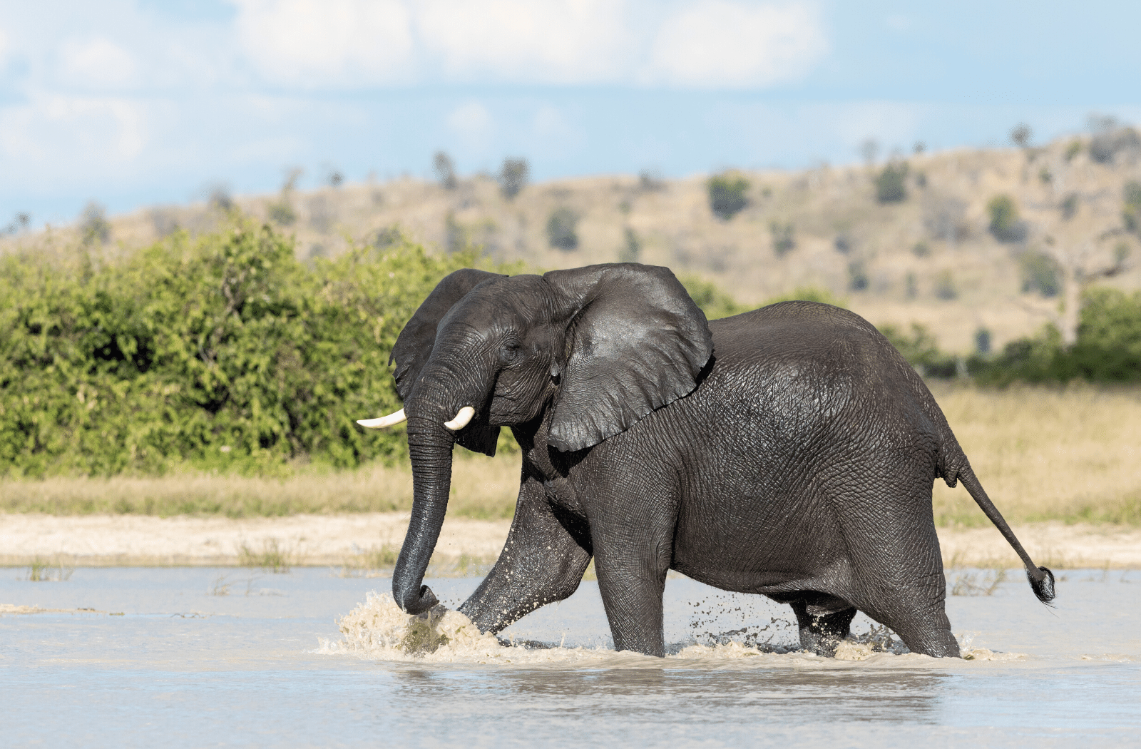 Elephant bathing in the water in Savuti, Botswana