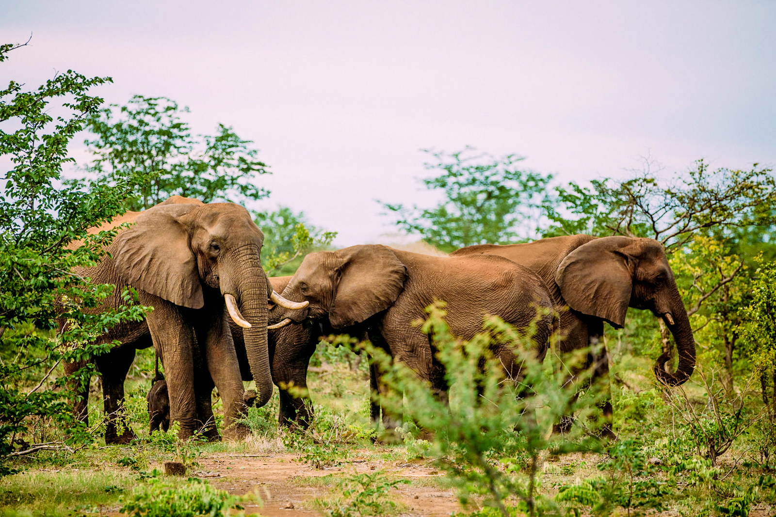 Elephants spotted near the Victoria Falls by guests of The Elephant Camp