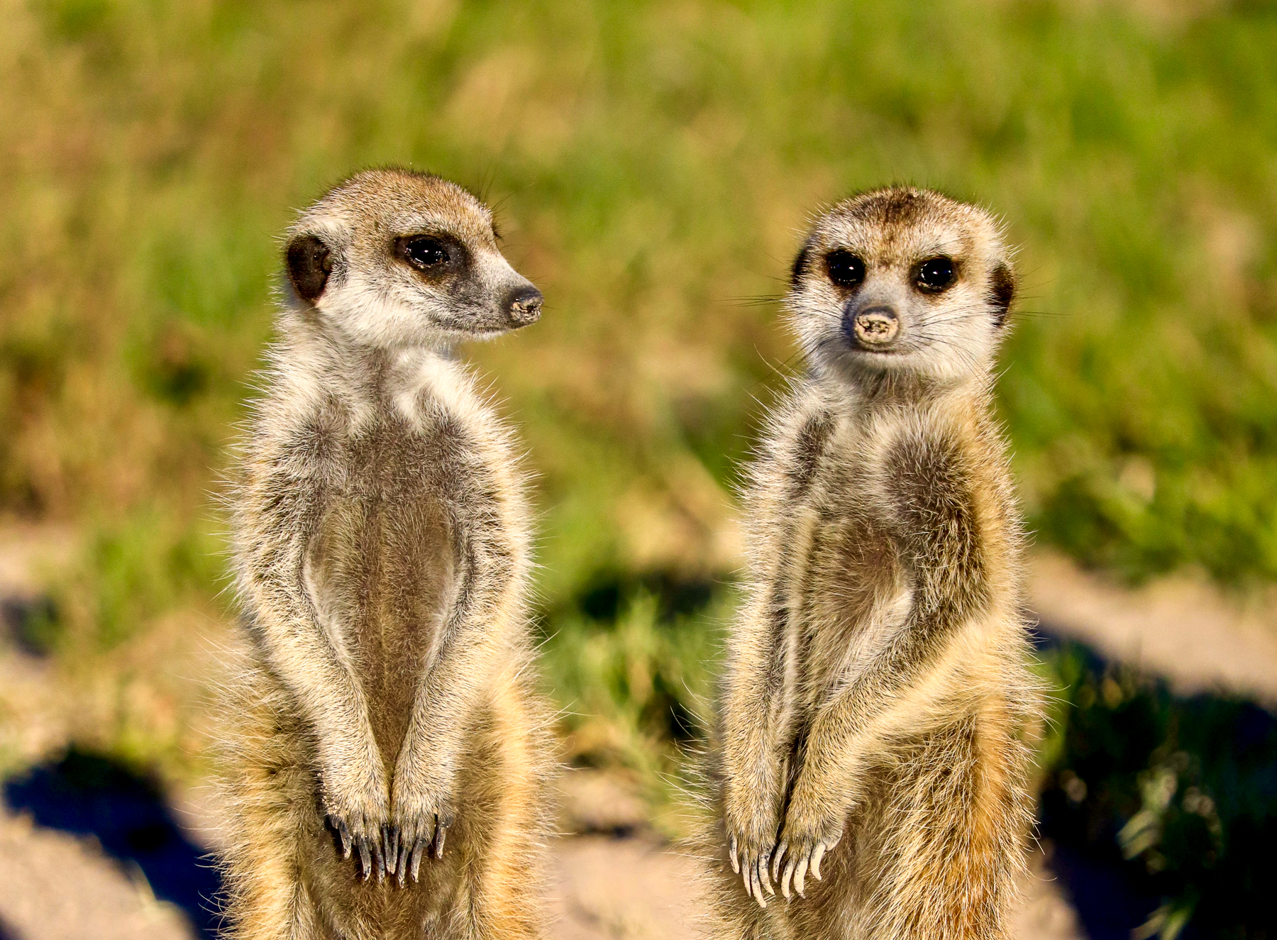 Two meerkats spotted in Botswana