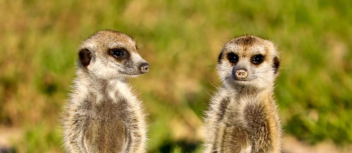 Two meerkats spotted in Botswana