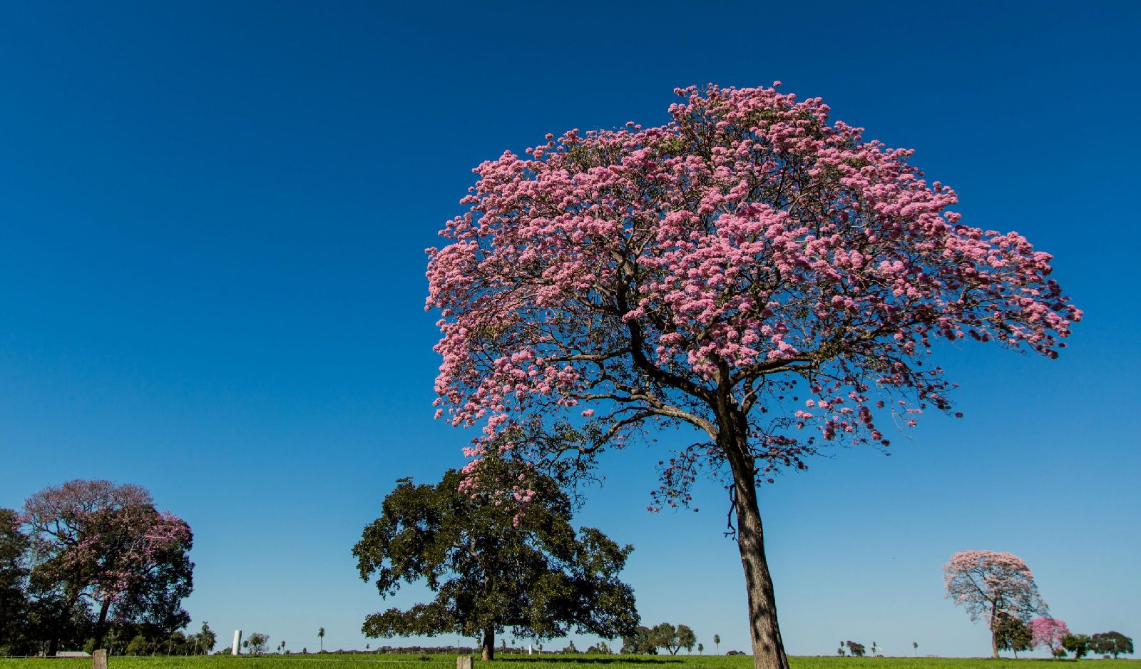 Grounds of Caiman Ecological Refuge in the Pantanal Brazil