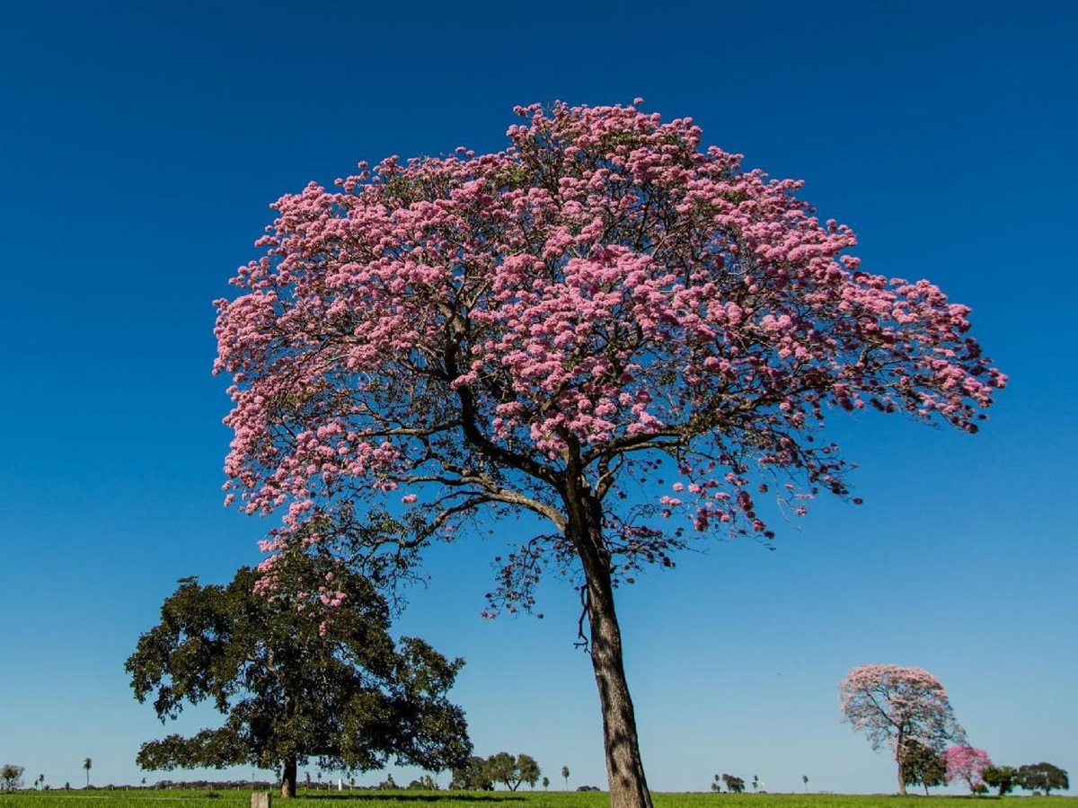 Grounds of Caiman Ecological Refuge in the Pantanal Brazil
