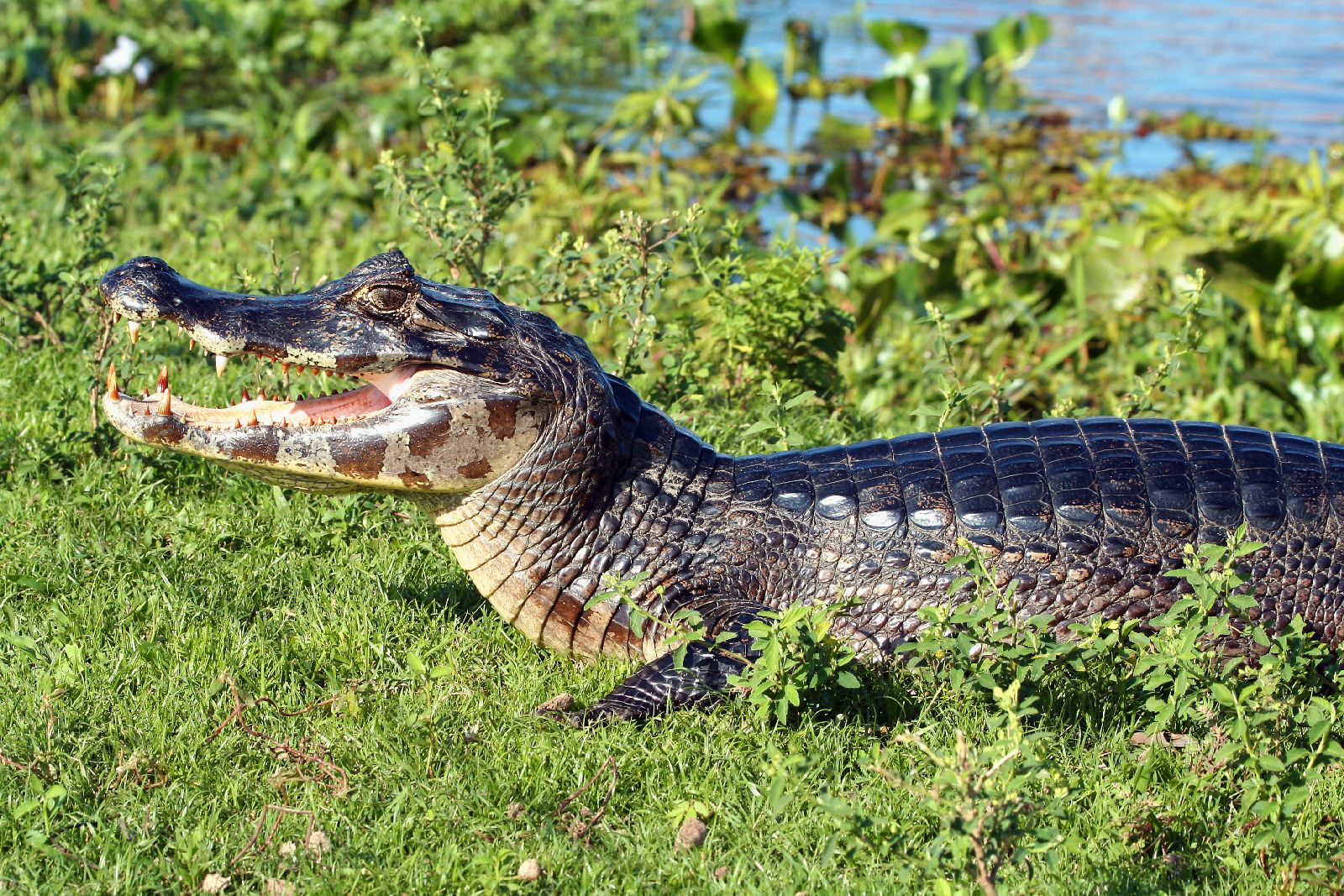 Caiman spotting at Caiman Ecological Refuge in the Pantanal Brazil