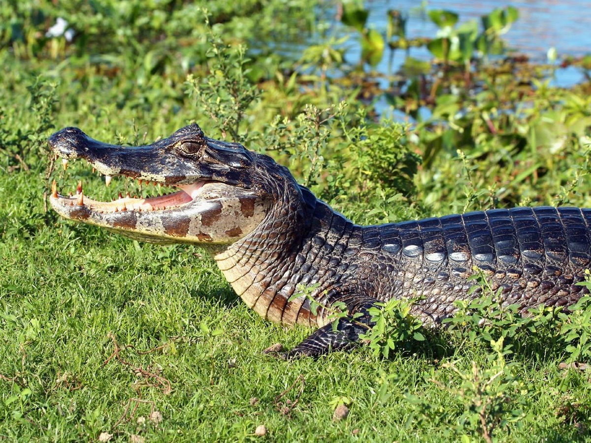 Caiman spotting at Caiman Ecological Refuge in the Pantanal Brazil