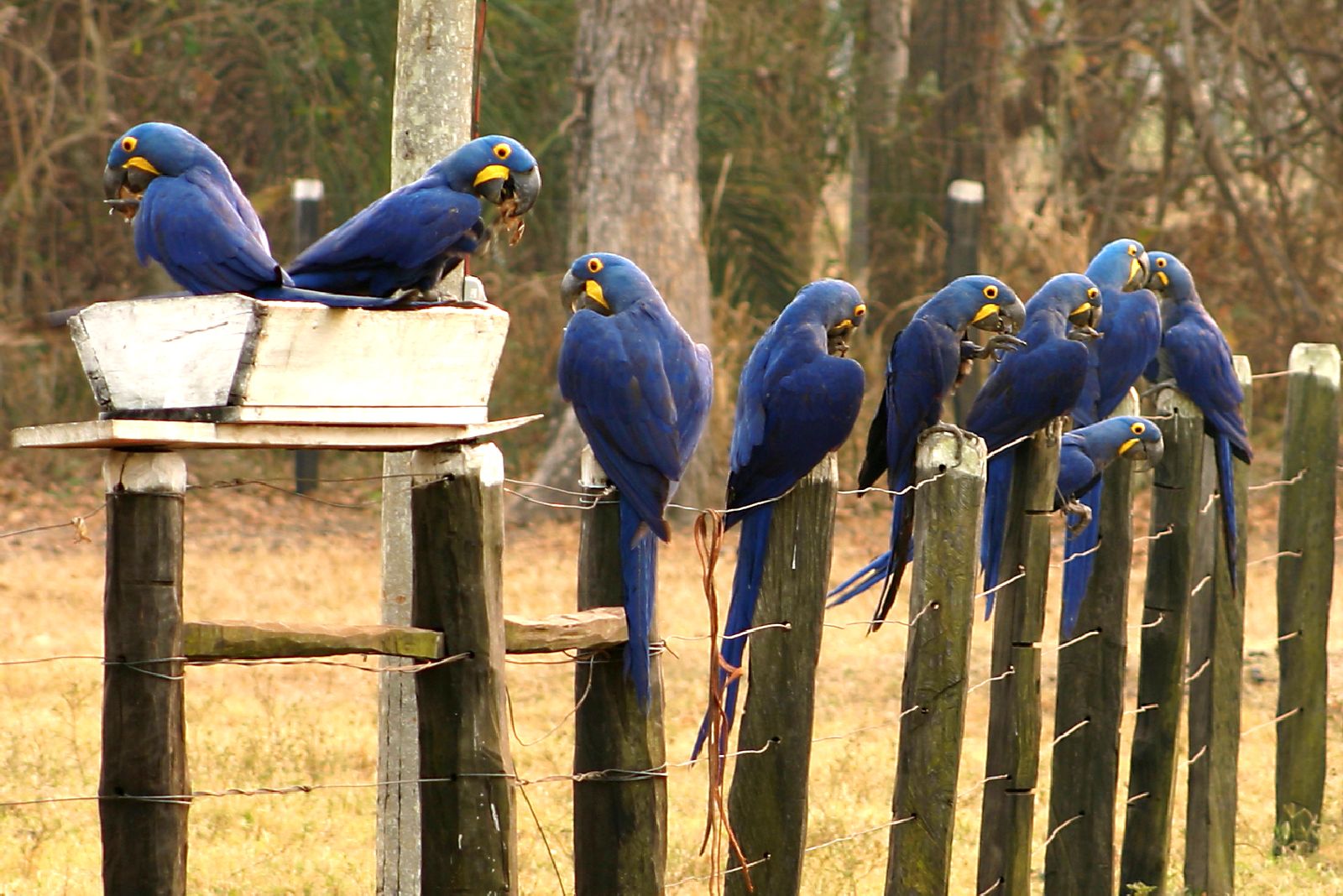 Hyacinth macaws at Caiman Ecological Refuge in the Pantanal Brazil