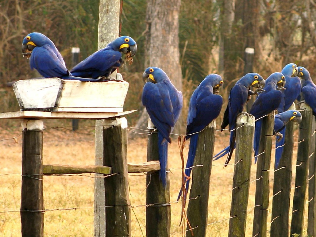 Hyacinth macaws at Caiman Ecological Refuge in the Pantanal Brazil