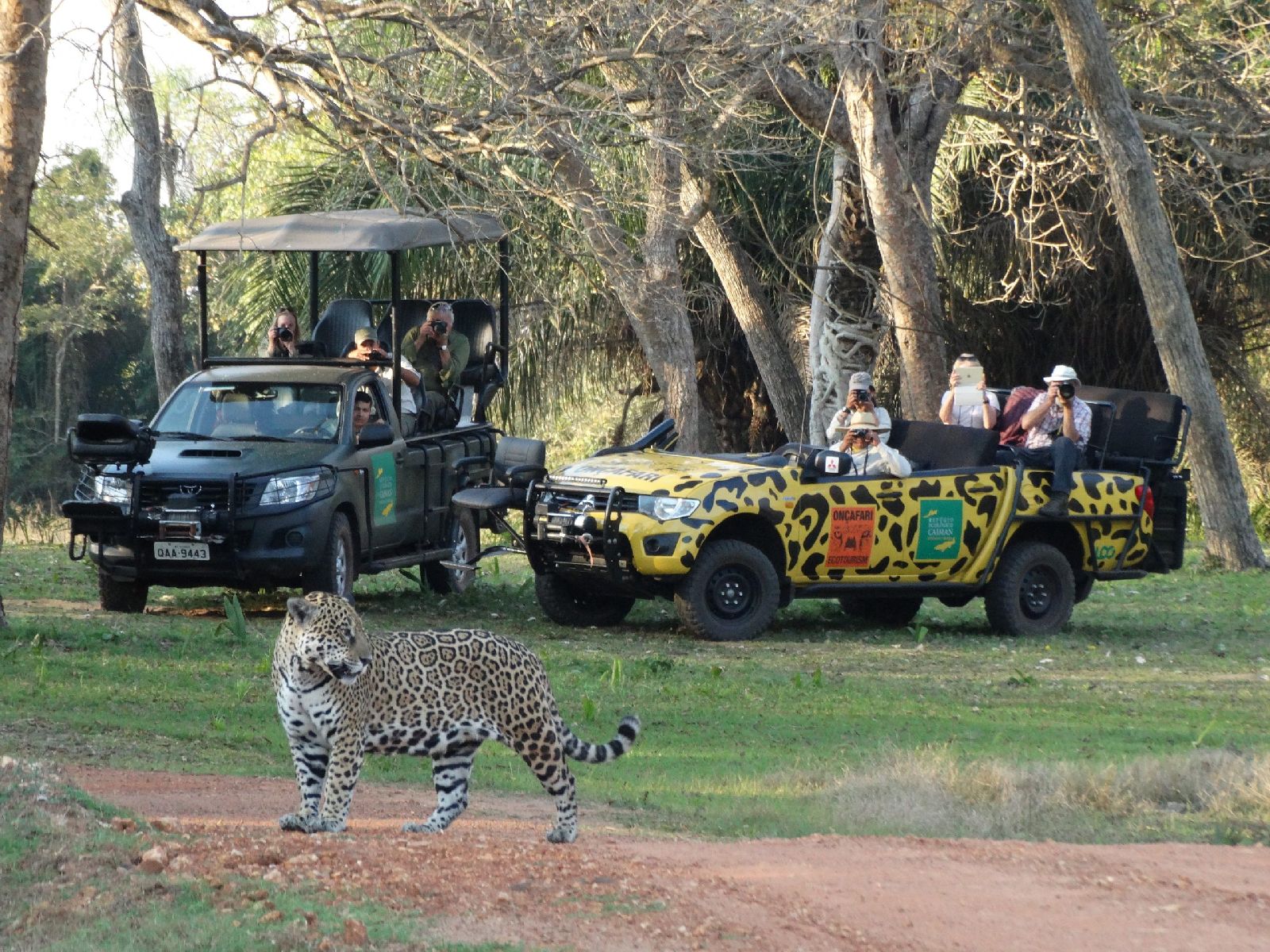 Jaguar safari from Caiman Ecological Refuge in the Pantanal Brazil