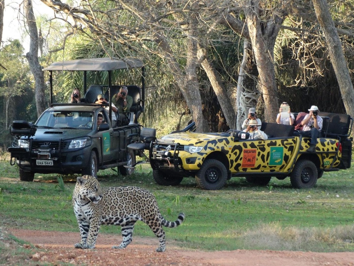 Jaguar safari from Caiman Ecological Refuge in the Pantanal Brazil