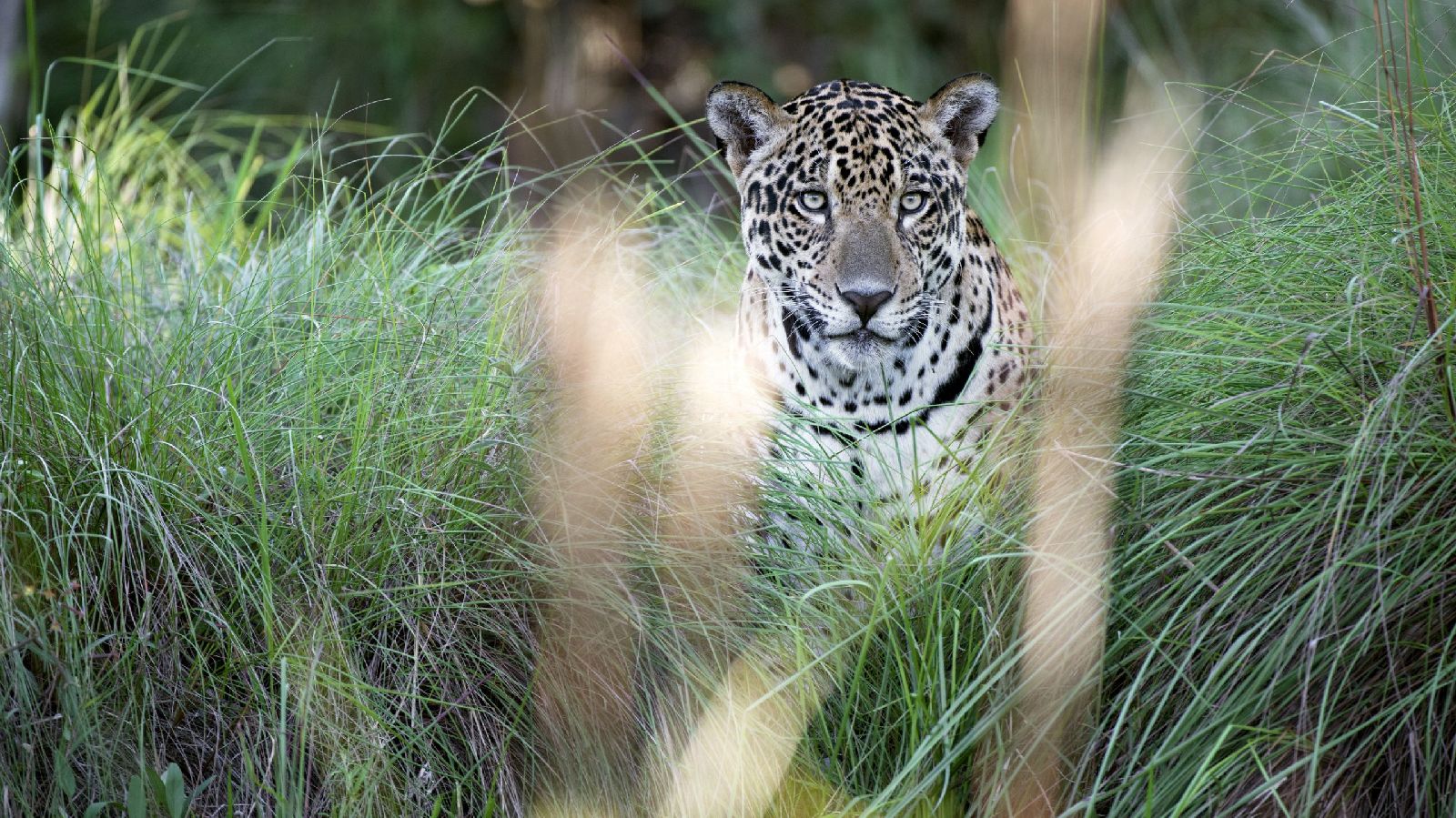 Jaguar glimpsed in the grasslands near Caiman Pantanal Brazil