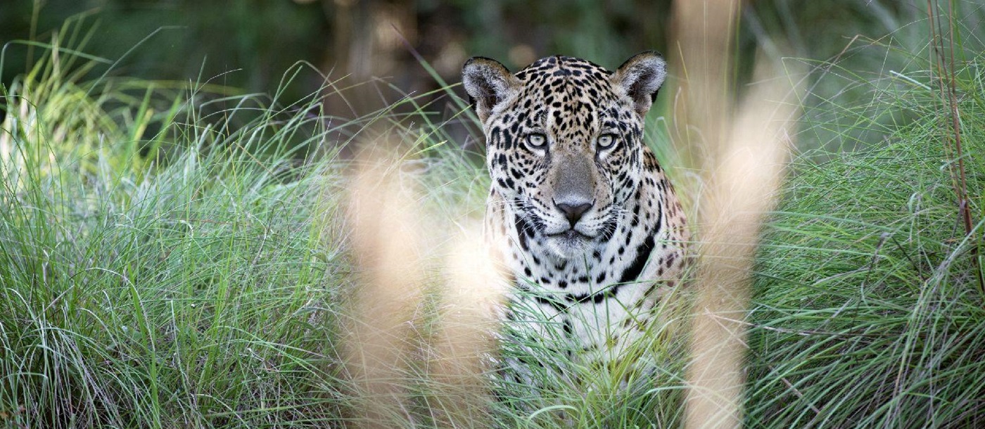 Jaguar glimpsed in the grasslands near Caiman Pantanal Brazil