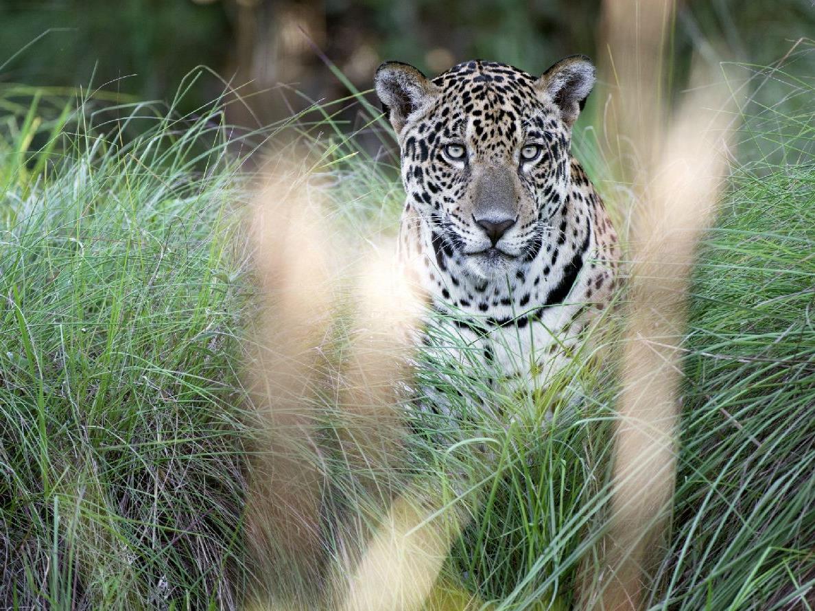 Jaguar glimpsed in the grasslands near Caiman Pantanal Brazil