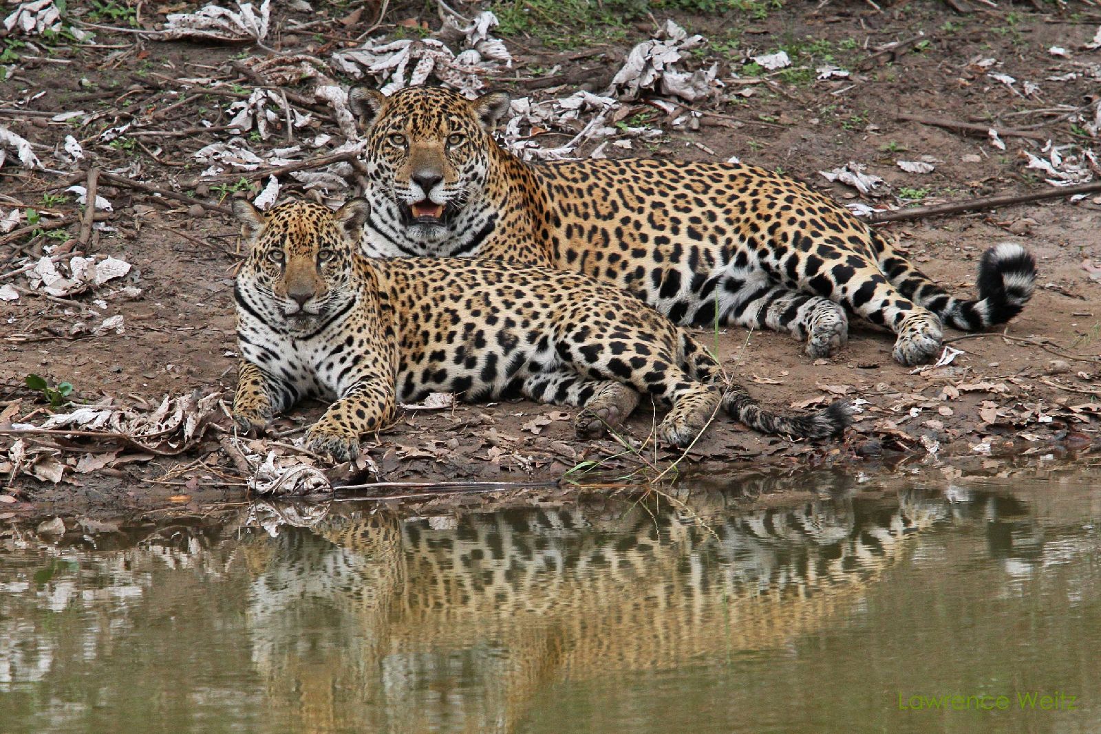Jaguars seen near Caiman Ecological Refuge in the Pantanal Brazil