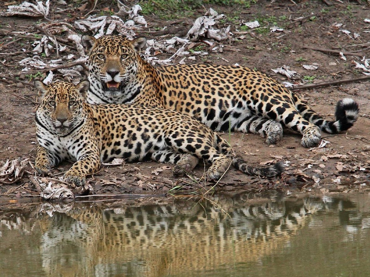 Jaguars seen near Caiman Ecological Refuge in the Pantanal Brazil