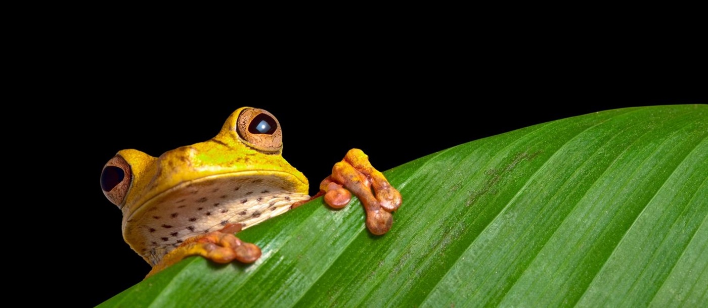 A tree frog in the Amazon, Brazil