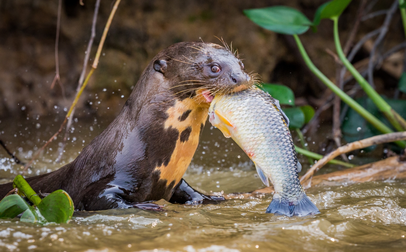 A giant otter eating fish, Brazil