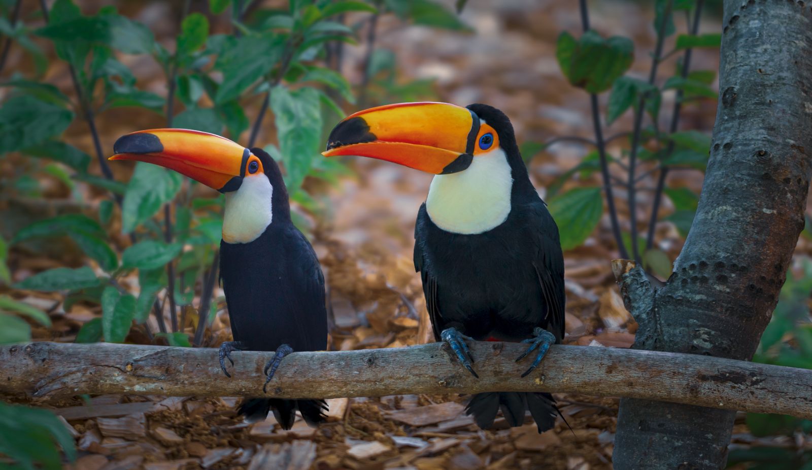 Birdpark at Iguaçu Falls, Brazil