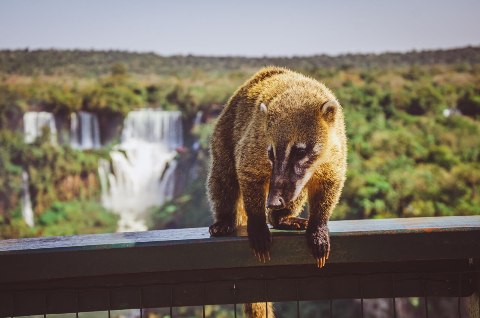 Coati at Iguaçu Falls, Brazil