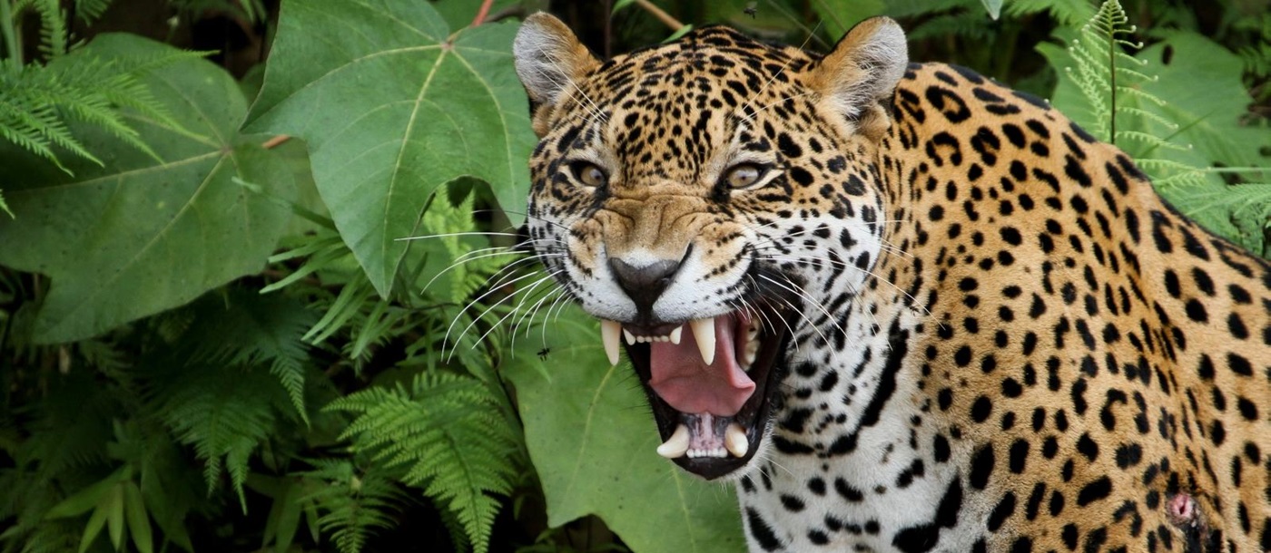 a growling jaguar, Brazil