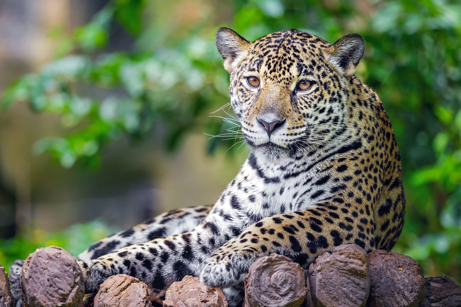 a chilling jaguar, Brazil