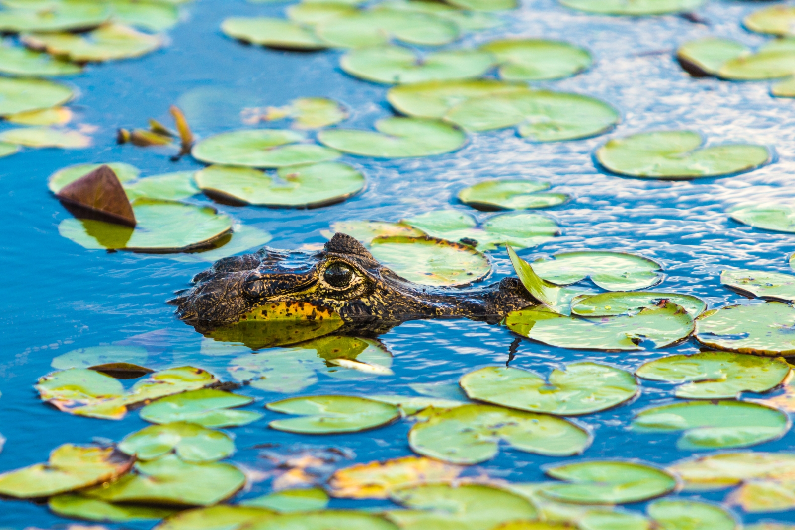 a pantanal, Brazil