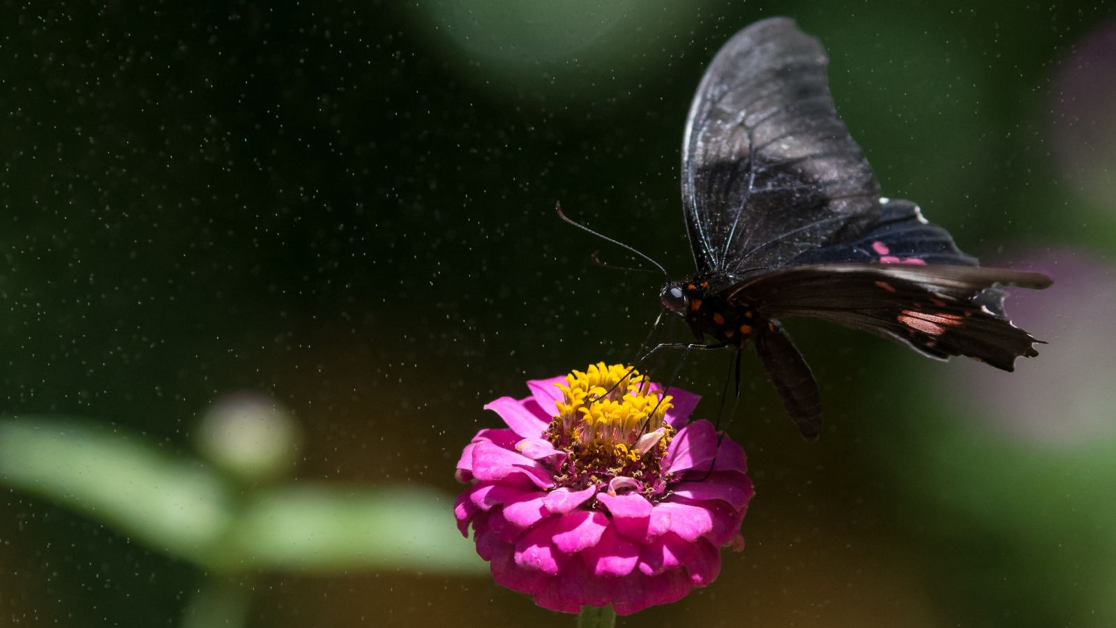 Butterfly landing on flower in Belo Horizonte, Brazil