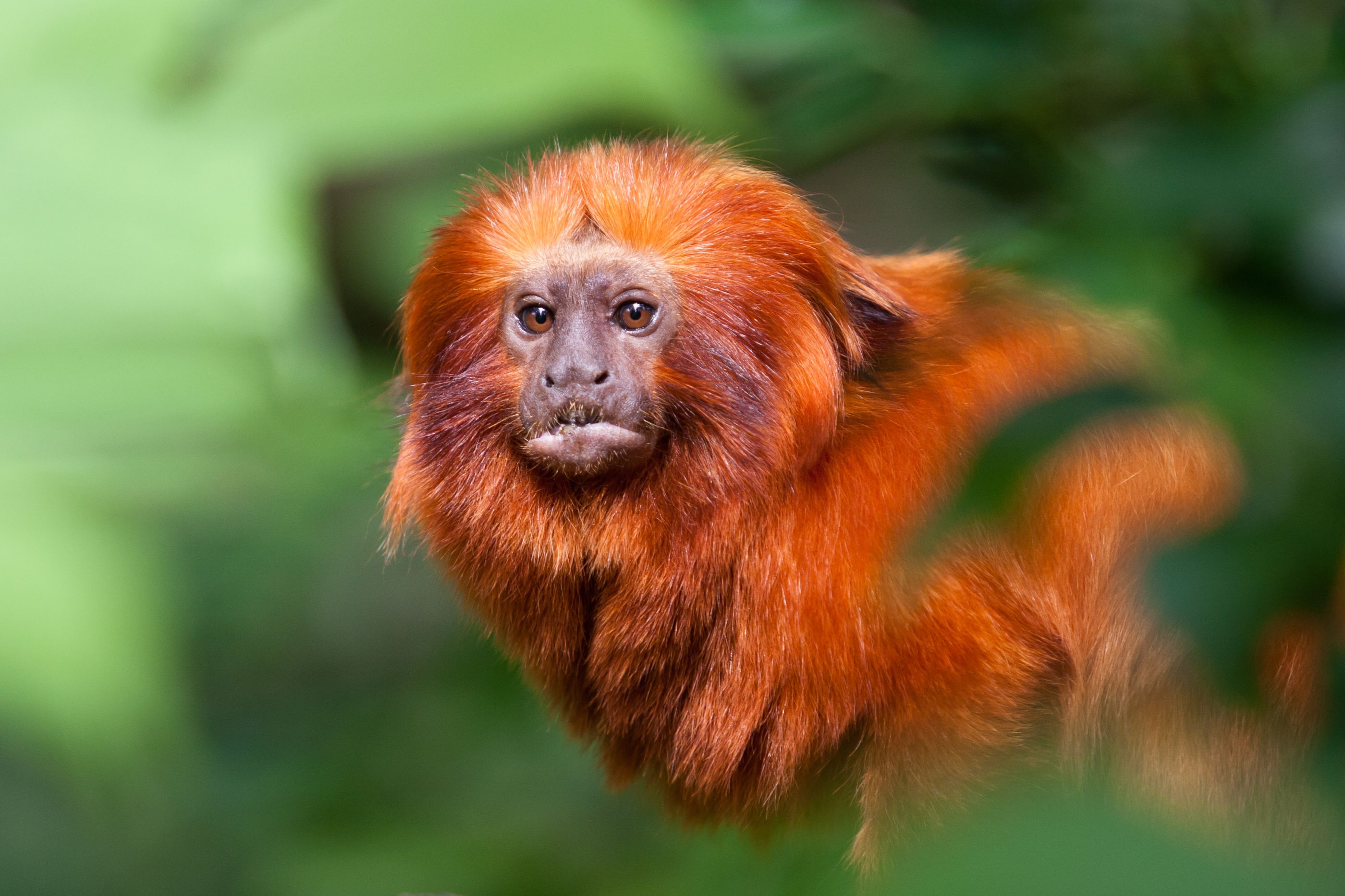 A golden lion tamarin, Brazil