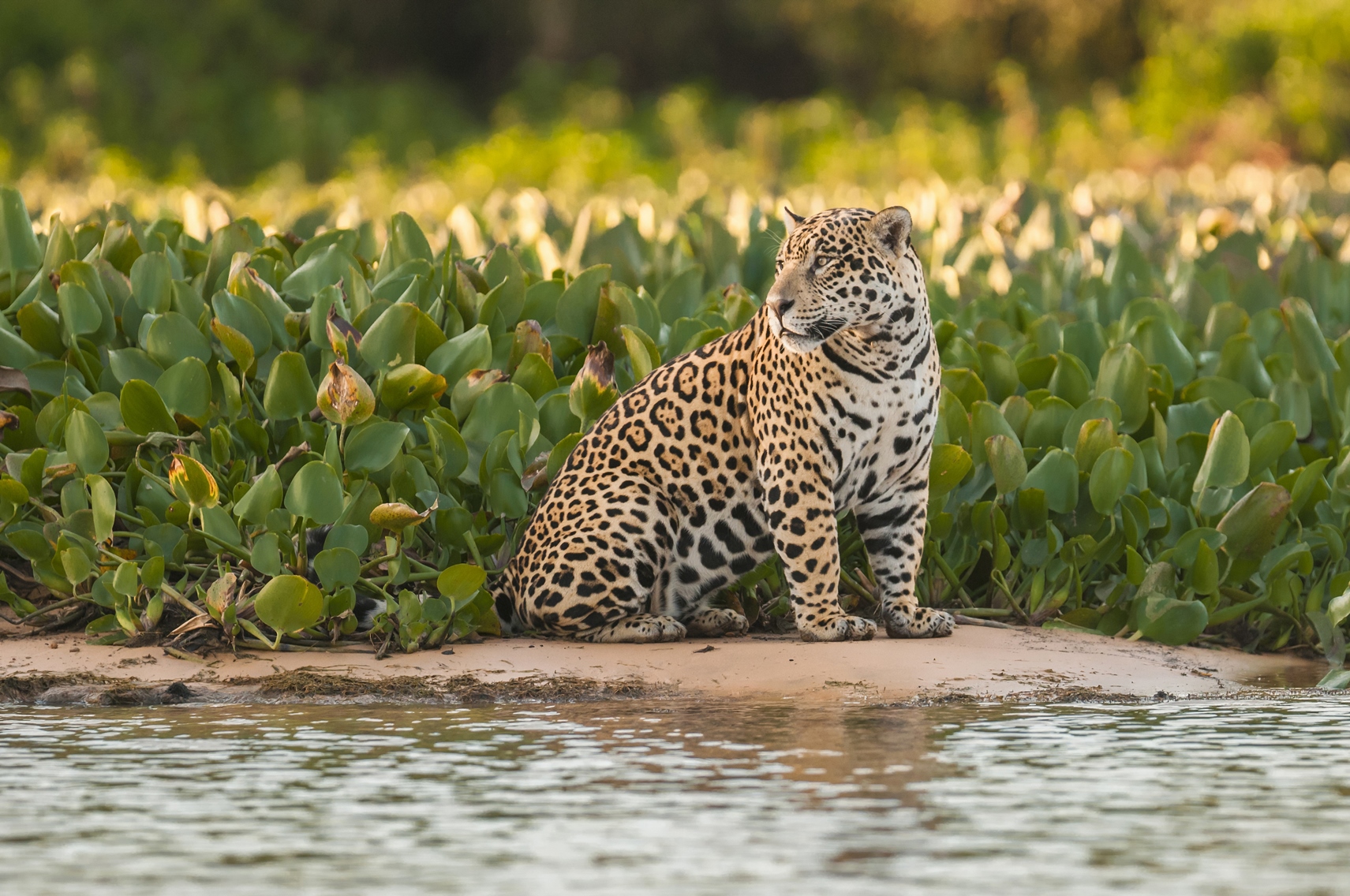 A jaguar pantanal, Brazil