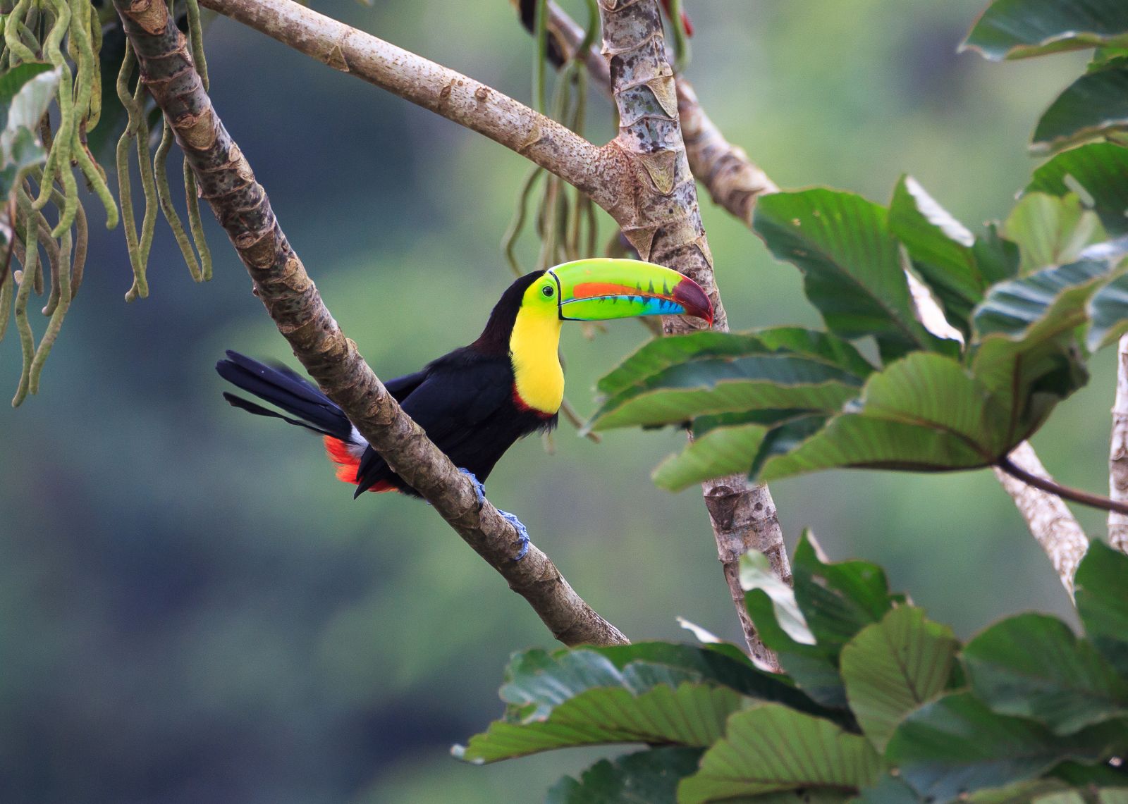 Rainbow toucan in the Amazon Rainforest, Brazil