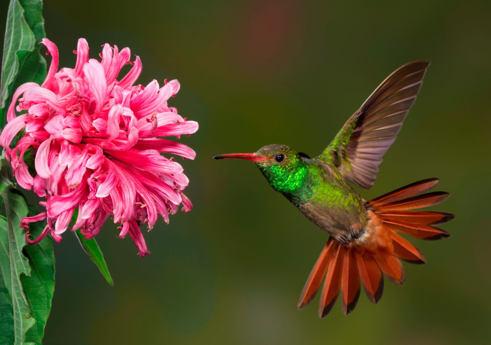 Rufous-tailed hummingbird in the Amazon Rainforest, Brazil