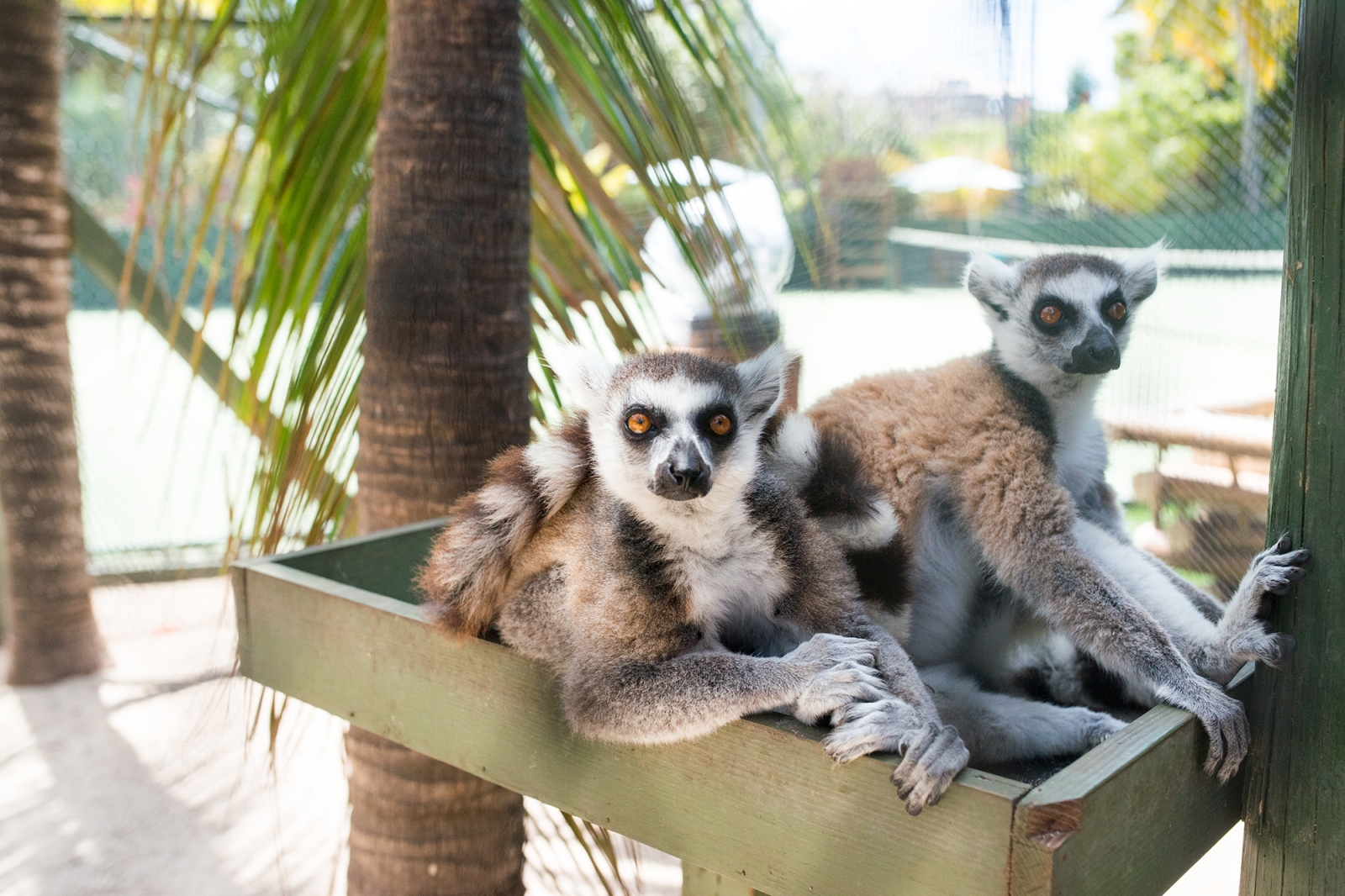 Two Lemurs at Necker Island