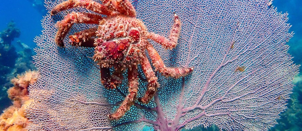 Caribbean reef crab