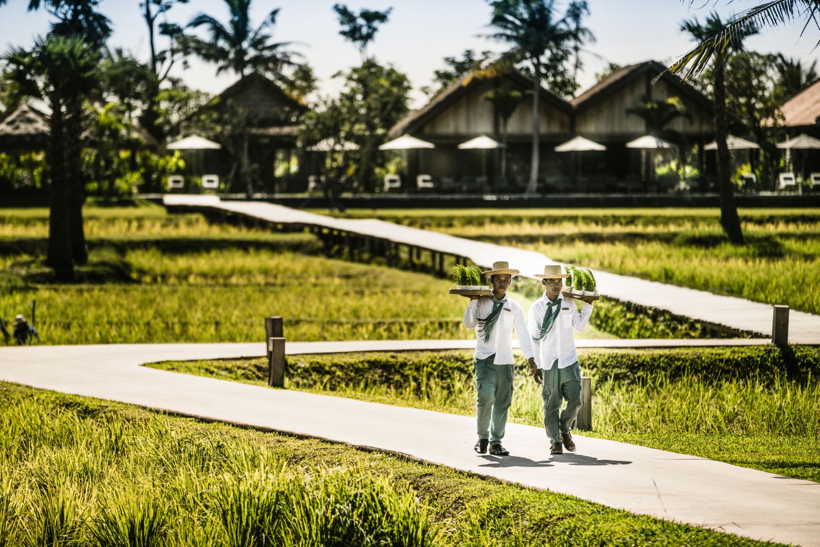 Workers in the rice paddies surrounding Phum Baitang hotel in Cambodia