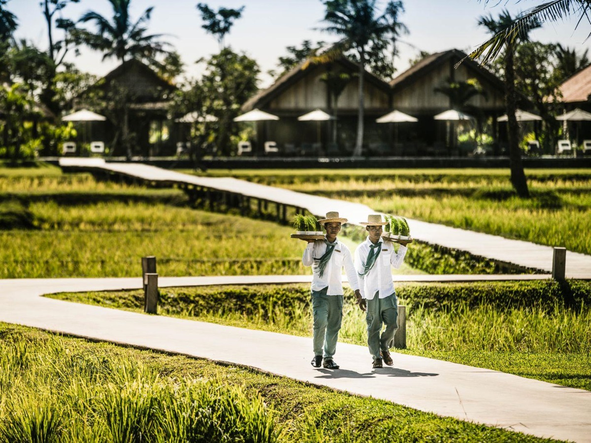 Workers in the rice paddies surrounding Phum Baitang hotel in Cambodia