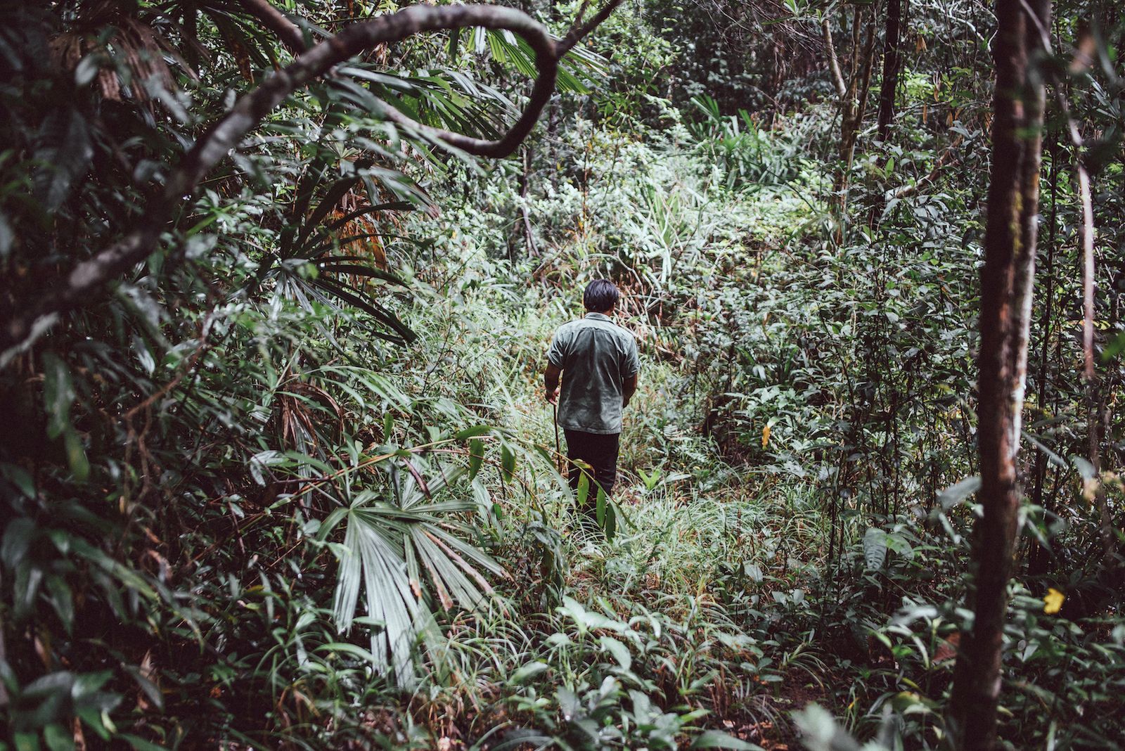 Guide walking through jungle on an excursion at at Luxury resort Shinta Mani Wild 