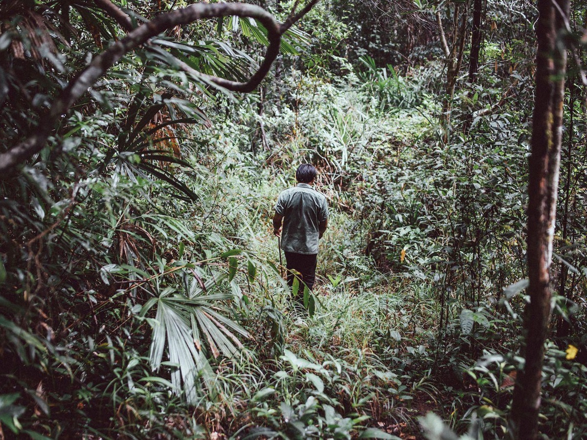 Guide walking through jungle on an excursion at at Luxury resort Shinta Mani Wild