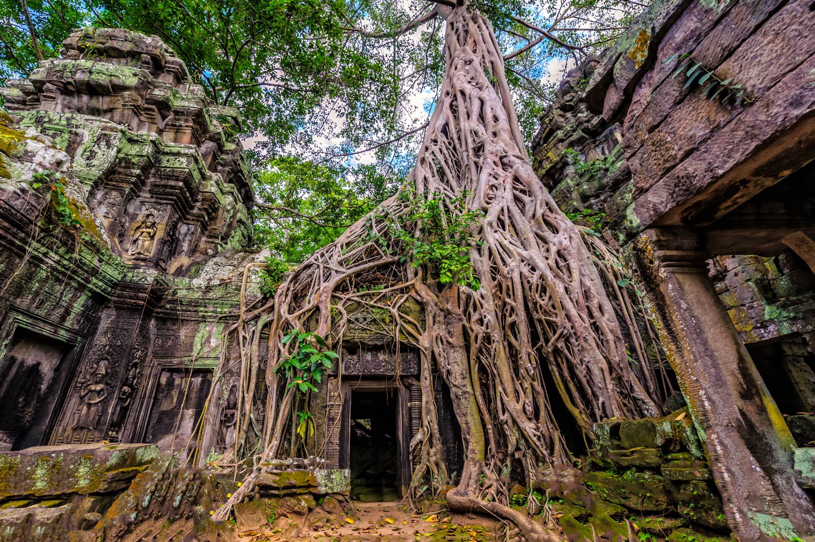 Enormous tree roots covering a temple entrance at Ta Prohm in Angkor, Cambodia