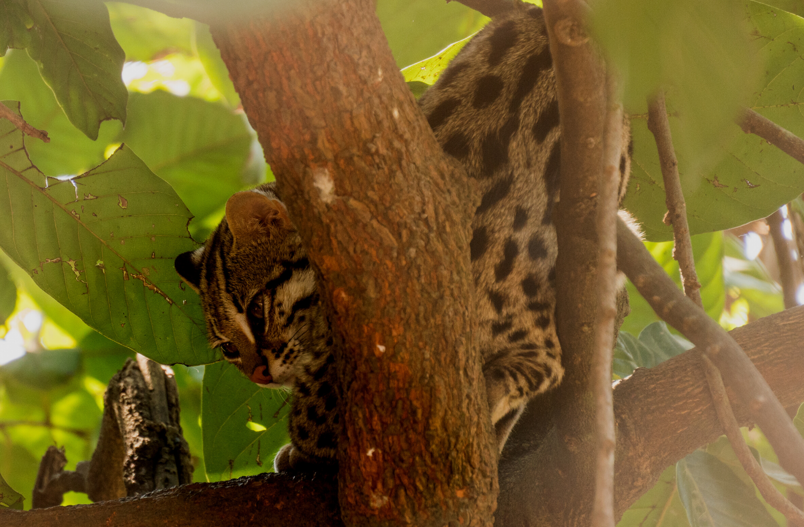 Leopard Cat at Phnom Tamao Wildlife Centre, Cambodia