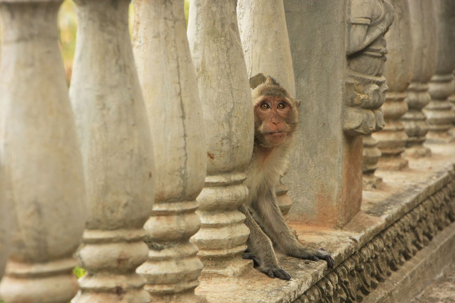 Long-tailed macaque at Phnom Sampeau Battarn Bang, Cambodia