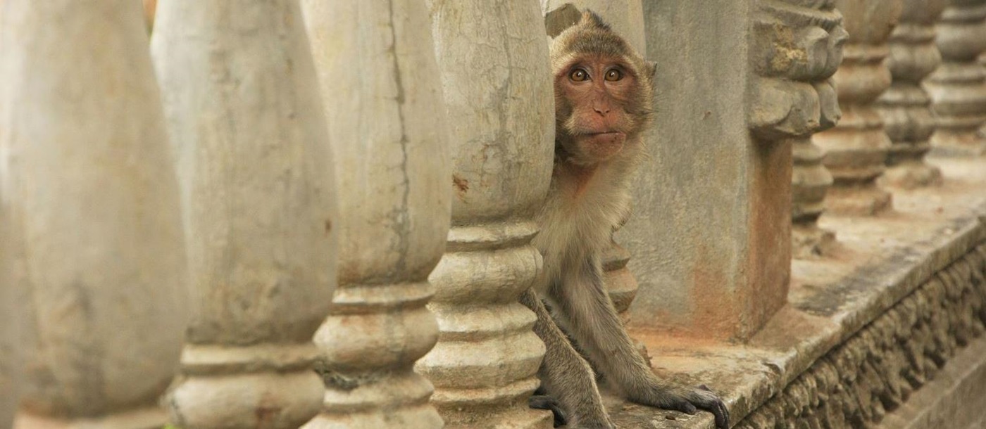 Long tailed Macaque at Phnom Sampeau Battarn Bang, Cambodia