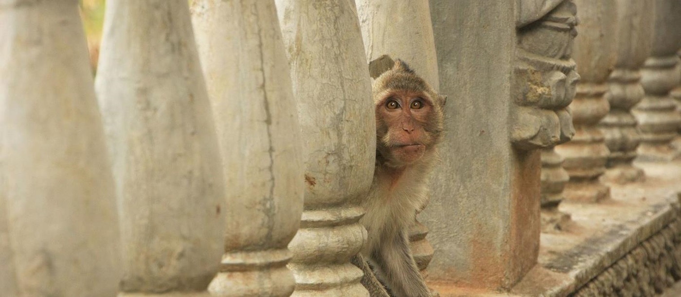 Long tailed Macaque at Phnom Sampeau Battarn Bang, Cambodia