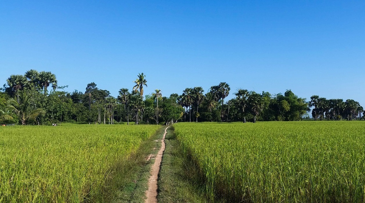 Rice fields in Siem Reap