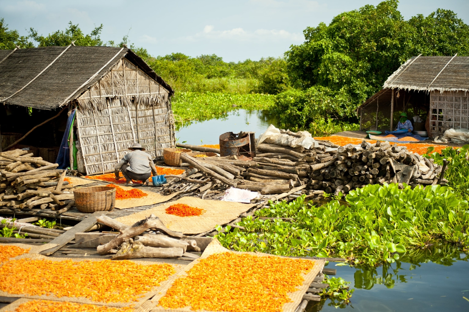 Farmer works on his crops on a floating farm on the mekong