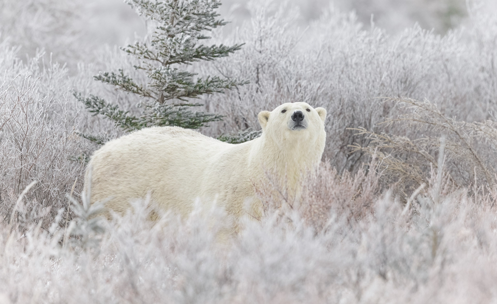 Polar bear looking over frosty grass