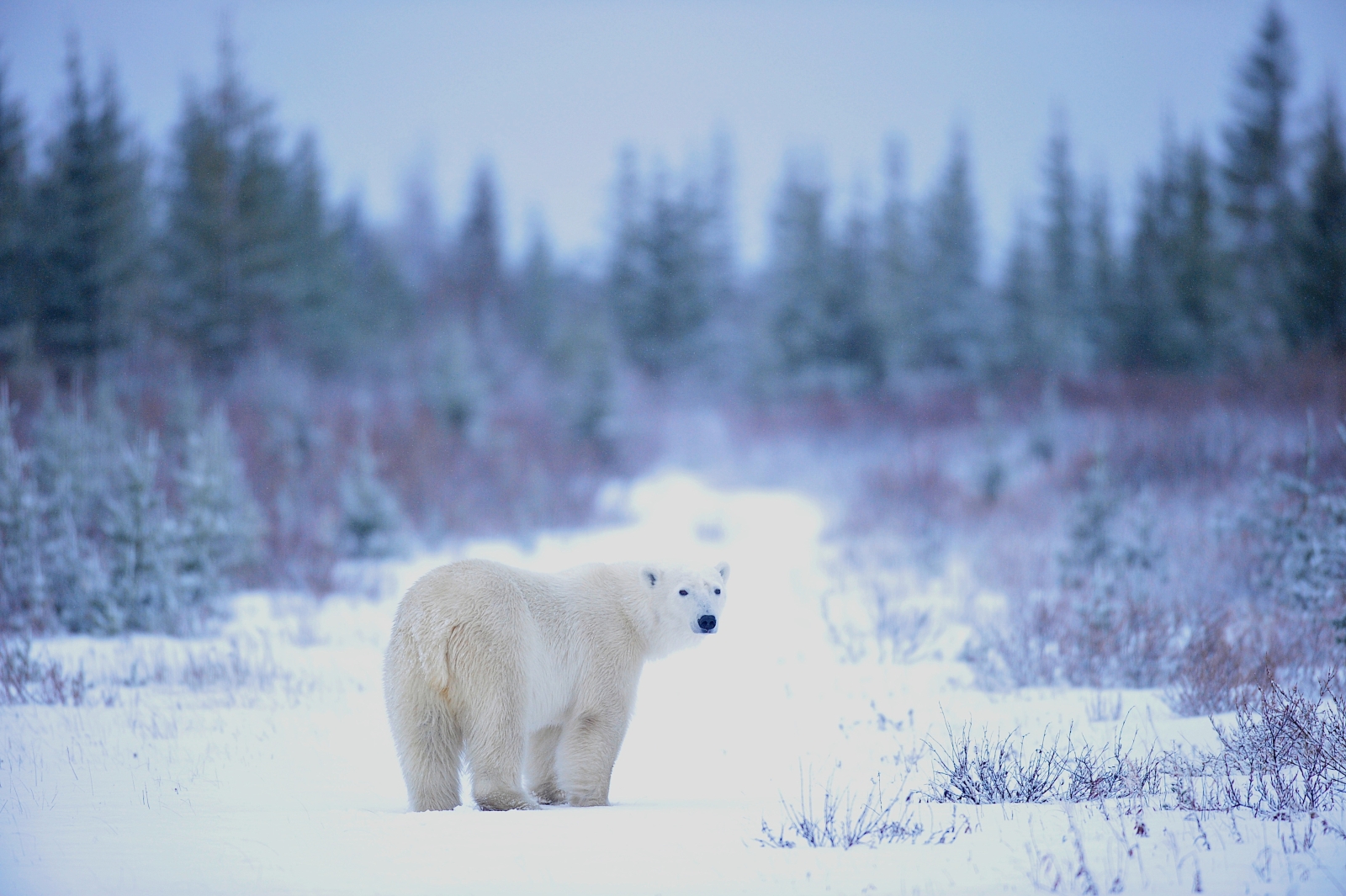 Polar bear looking back on an icy path